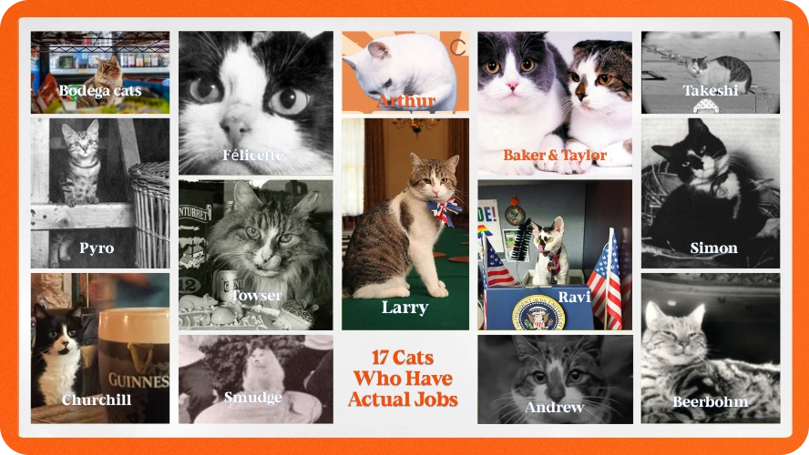 17 cats with actual jobs