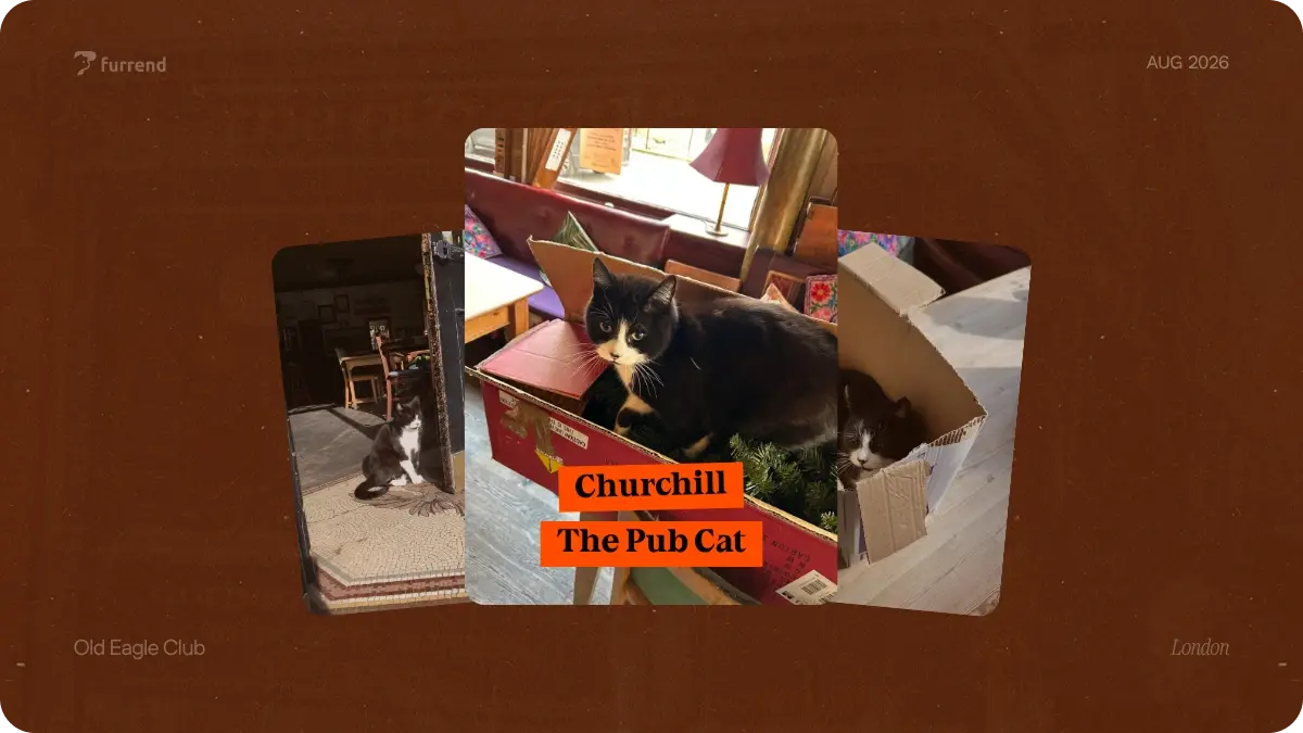 Churchill, the pub cat of the Old Eagle Club
