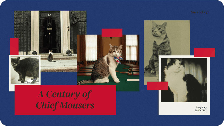 Preview image for social media