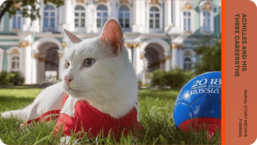 Preview image for Achilles the world cup cat story