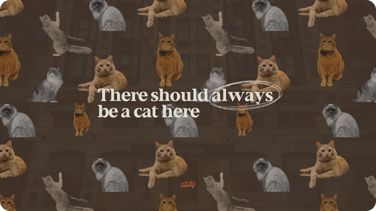 Algonquin cats
