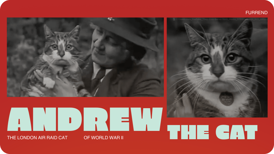 Preview image for Andrew the cat story