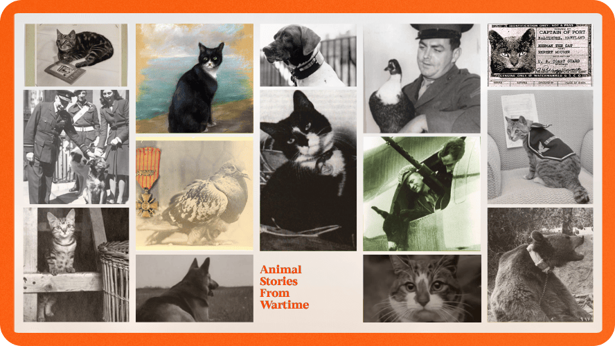 Preview image for animal stories from wartime