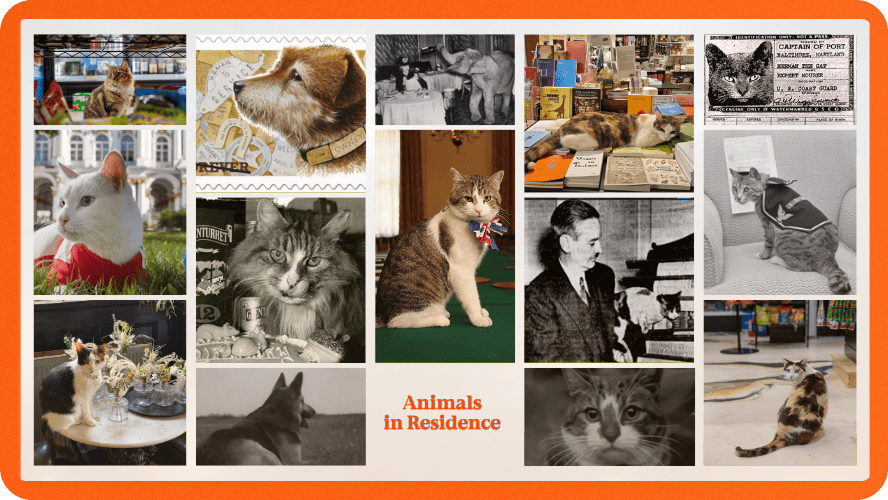 Preview Image for The Animals Who Became Part of a Place