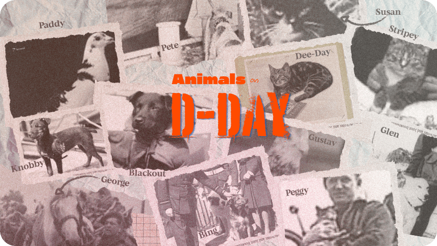 Preview image for animals on d-day story