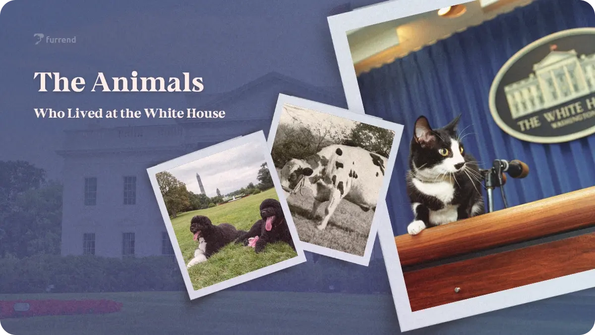 The Animals Who Lived at the White House