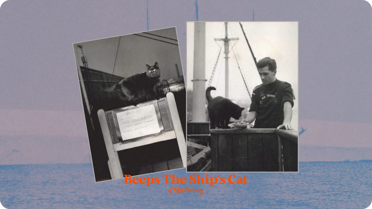 Preview image for Beeps, the Cat Who Wouldn't Leave RRS Discovery story