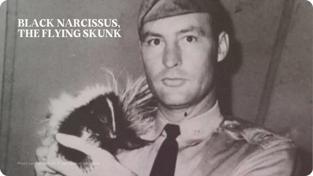 Preview image for Black Narcissus, the Flying Skunk story