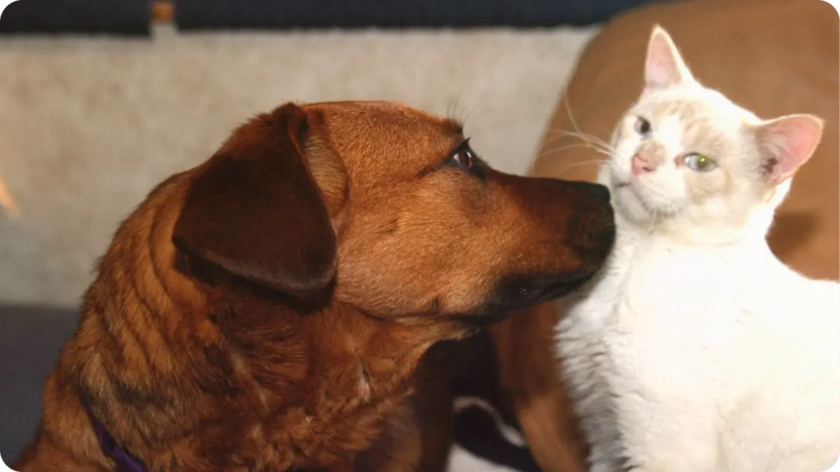 Preview image for Bobbi and Bob the Cat story