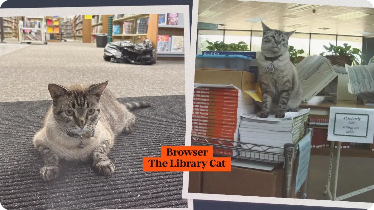 Browser, the Library Cat for Life