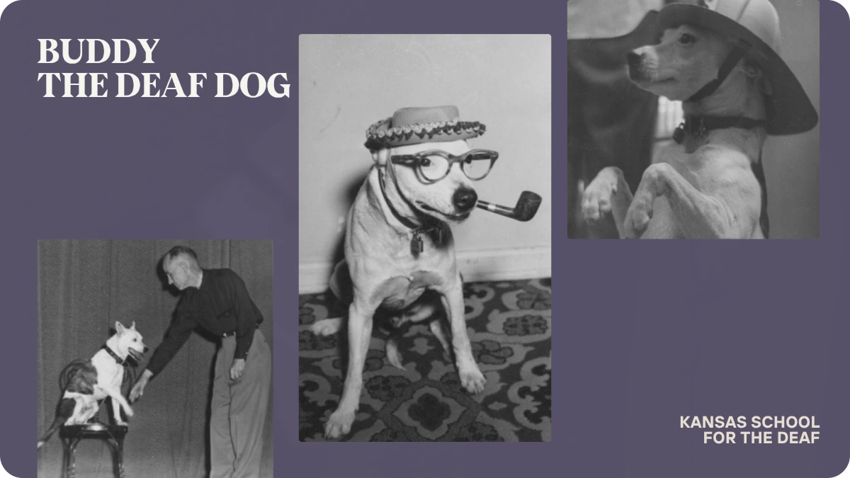 Buddy the deaf dog