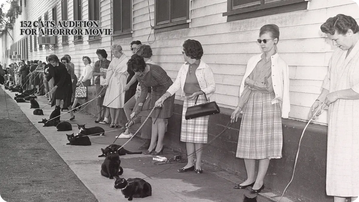 Cats at a 1961 horror-movie audition