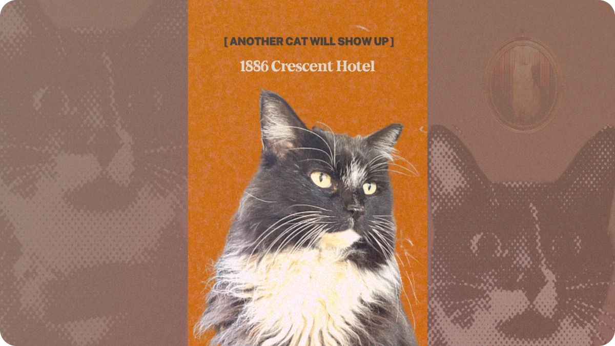 Preview image for Another Cat Will Show Up, Crescent Hotel cats story