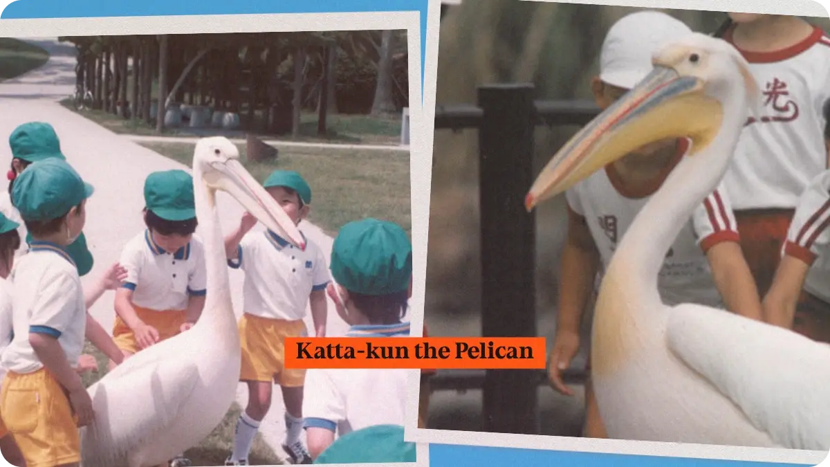 Preview image for Katta-kun, the Pelican Who Went to Kindergarten story