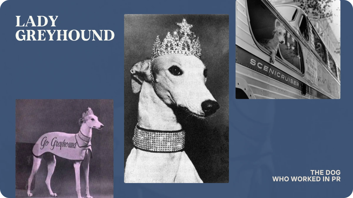 Lady Greyhound