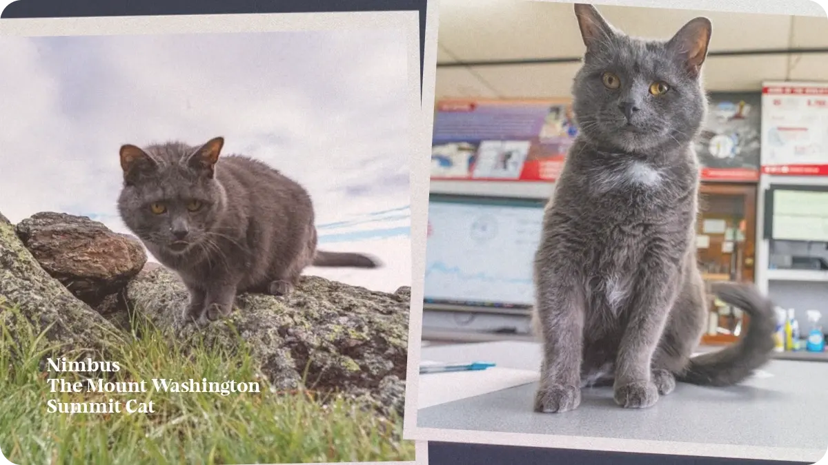 Preview image for Nimbus, the Mount Washington Summit Cat