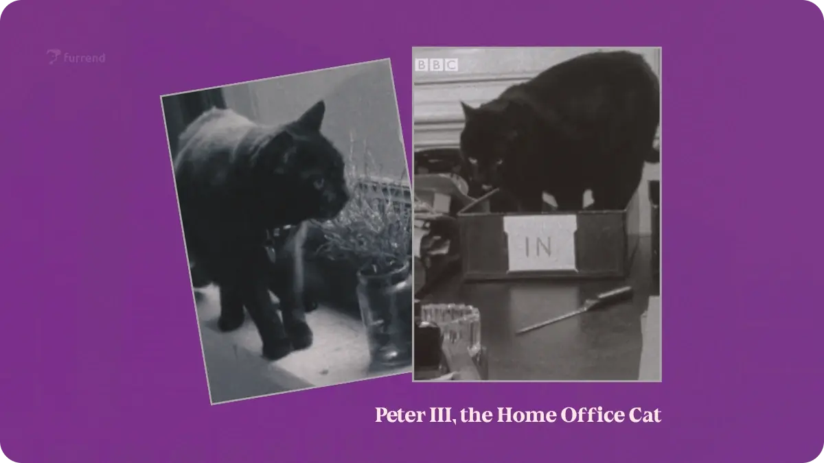 Preview image for Peter III, the Home Office Cat story