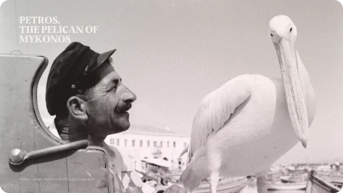Preview image for Petros, the Pelican of Mykonos story