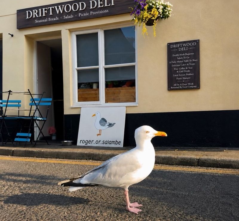 Roger the Seagull standing outside Driftwood Deli on Clifton Place in Salcombe