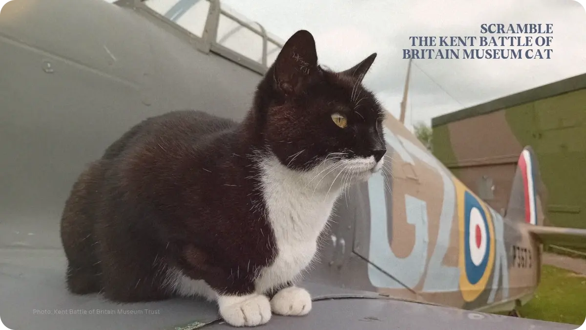 Preview image for Scramble, the Kent Battle of Britain Museum Cat story