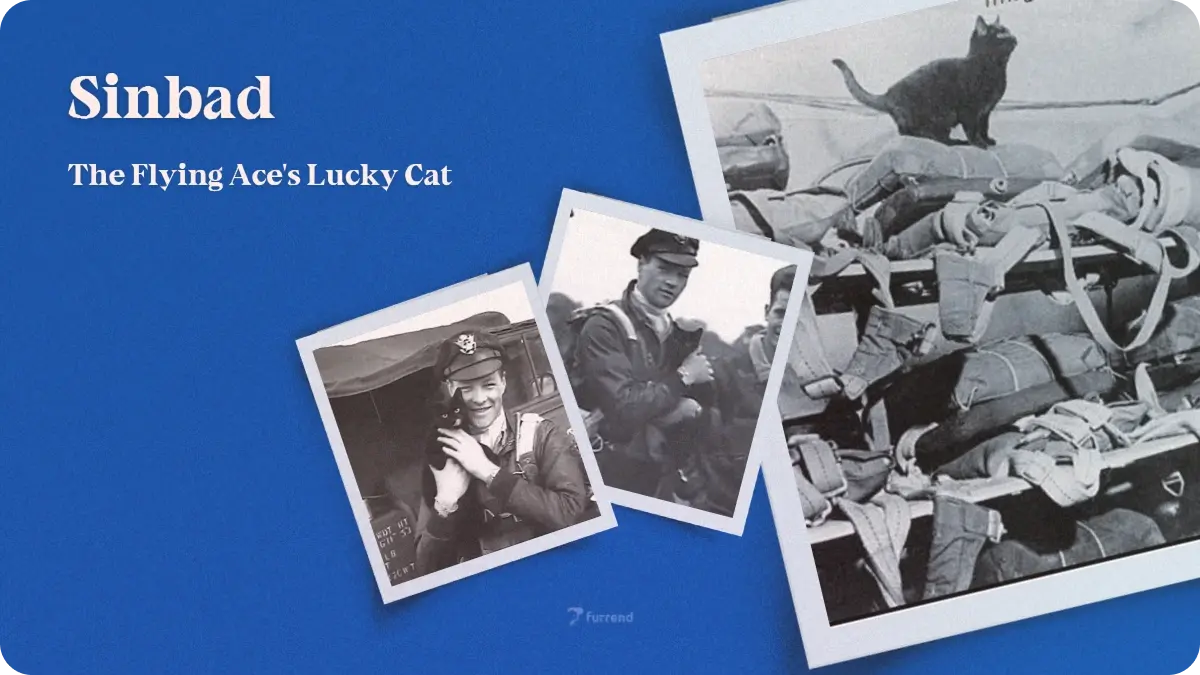 Preview image for Sinbad, the Flying Ace's Lucky Cat story