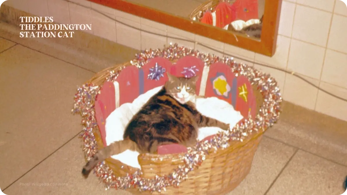 Tiddles Paddington-Station cat