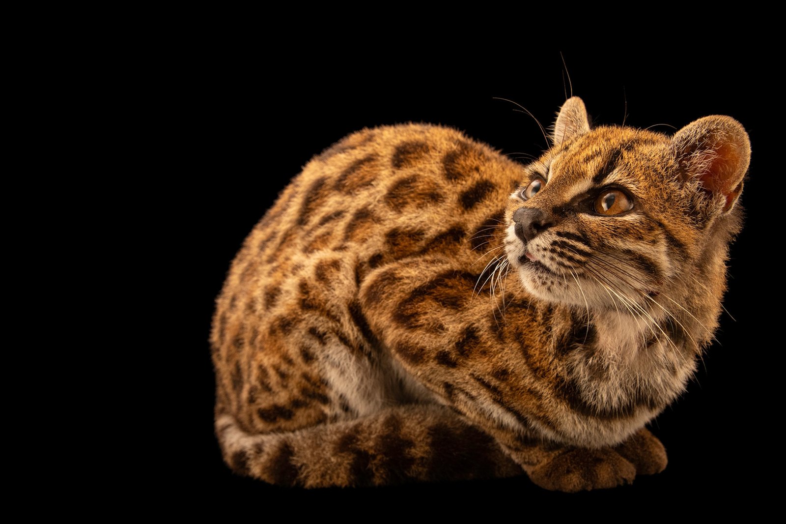 Tigrino, a small spotted wild cat, photographed against a black background