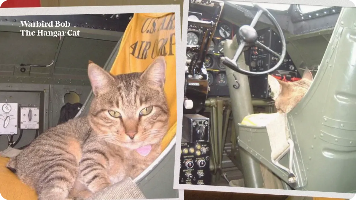 Warbird Bob, the hangar cat