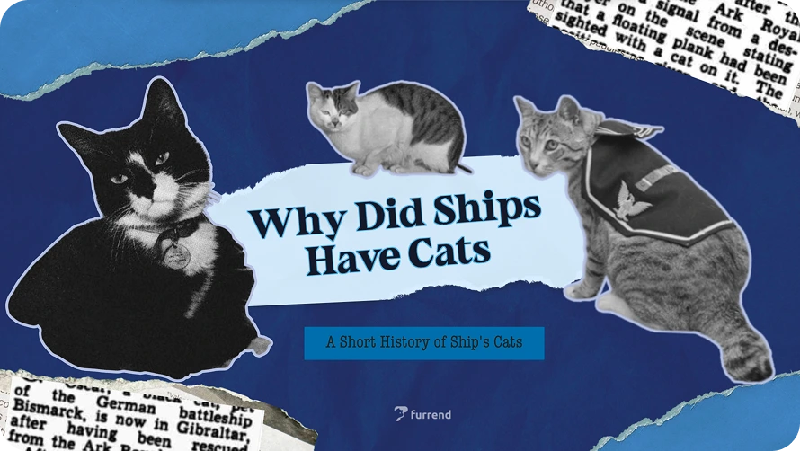 Preview image for Why Did Ships Have Cats