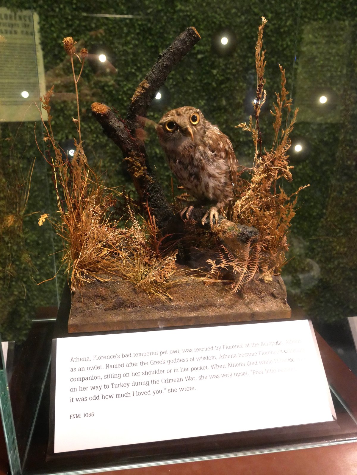 Athena the stuffed Little Owl on display at the Florence Nightingale Museum
