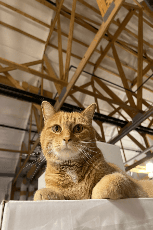 Barley, an orange tabby at Jeptha Creed Distillery
