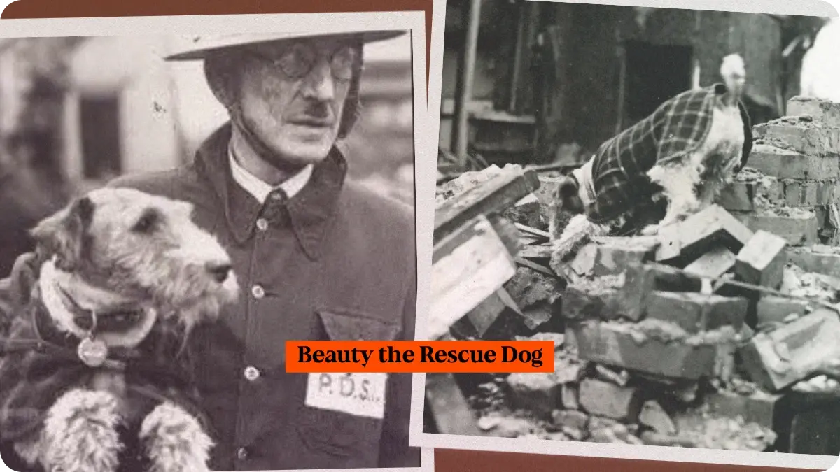 Preview image for Beauty, the Rescue Dog of the London Blitz story