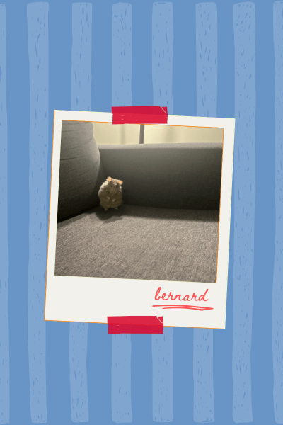 Bernard the Hamster