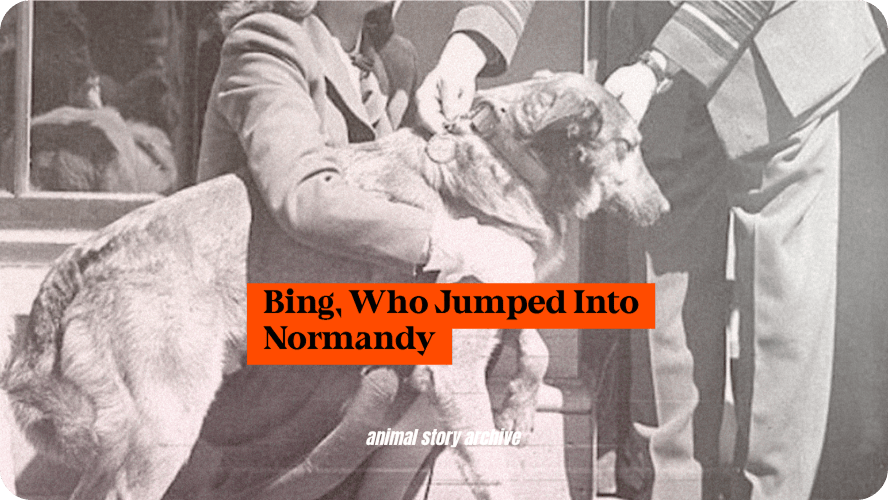 Preview image for Bing the dog story