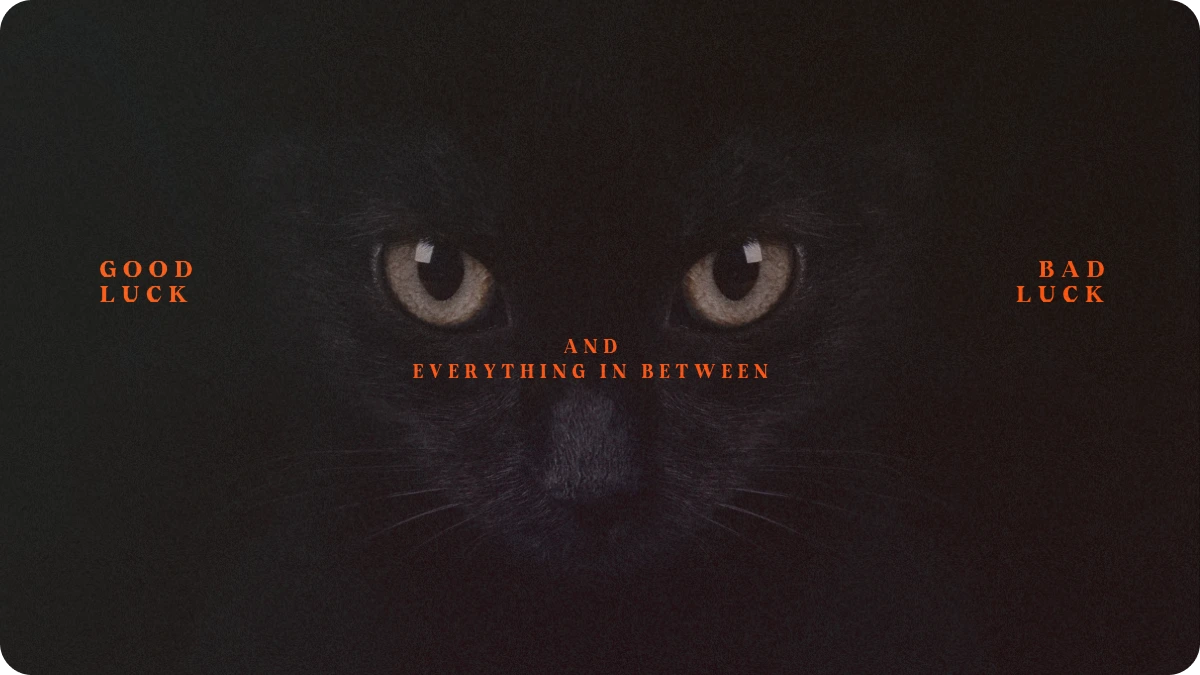 Preview image for Black Cats: Good Luck, Bad Luck, and Everything in Between