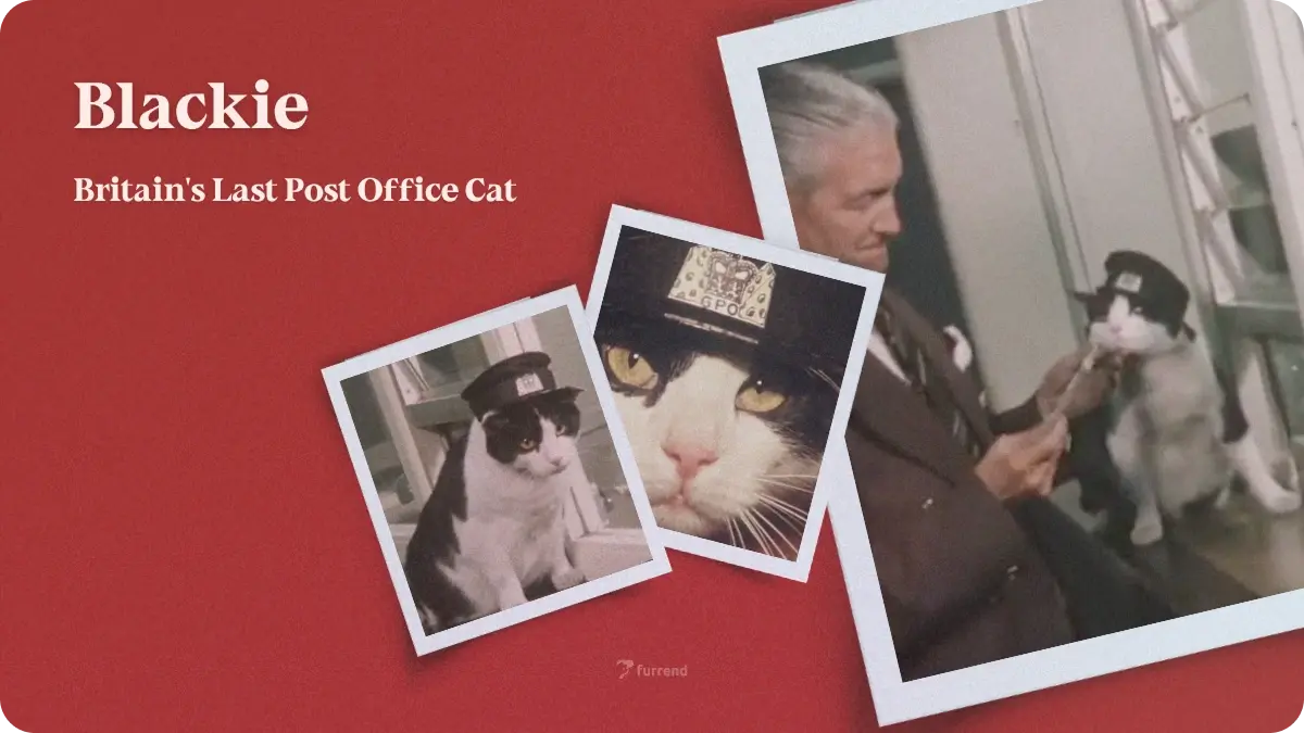 Blackie, Britain's Last Post Office Cat