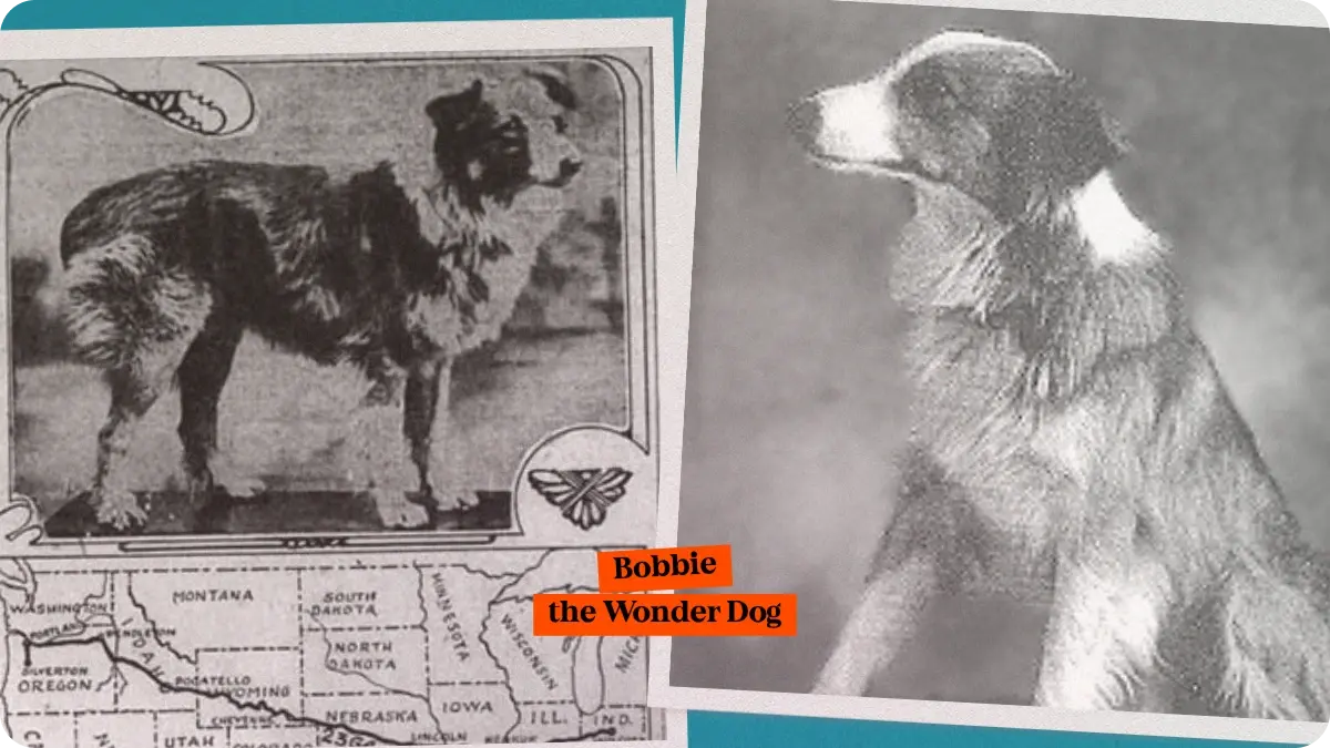 Bobbie the wonder dog