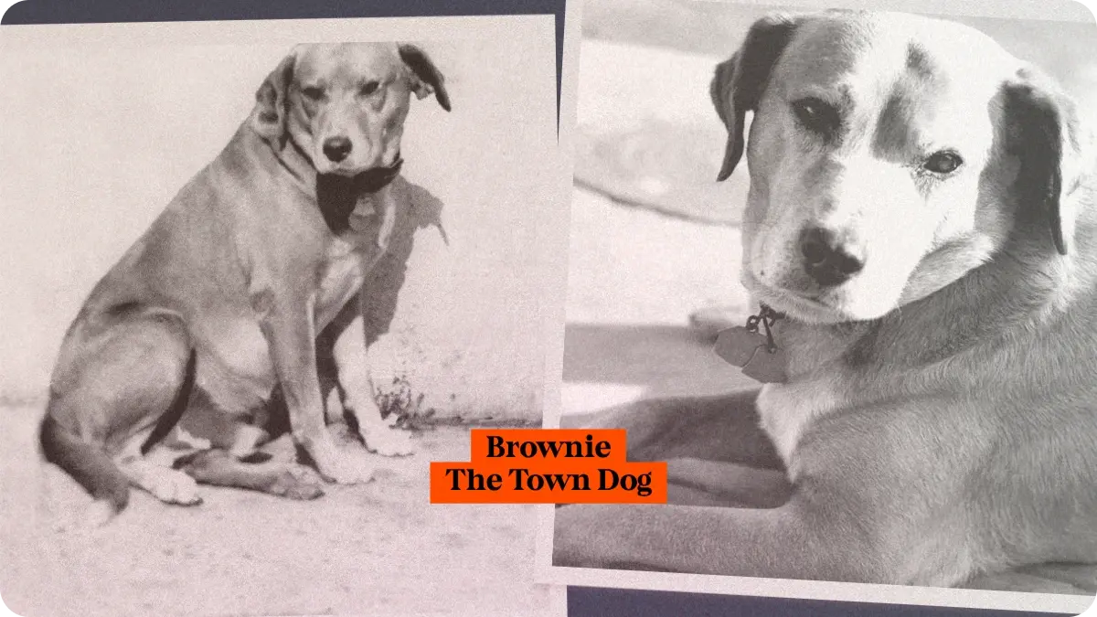 Preview image for Brownie, the Town Dog of Daytona Beach story
