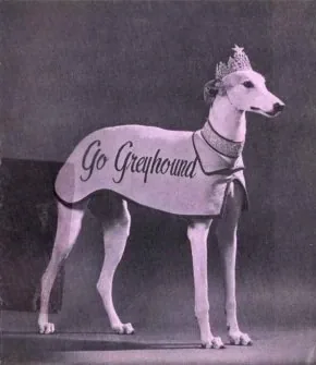 Full-body portrait of Lady Greyhound in a Go Greyhound cape, tiara, and jeweled collar