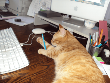 Trouve, an orange tabby, playing with a pencil on Schneemann’s desk