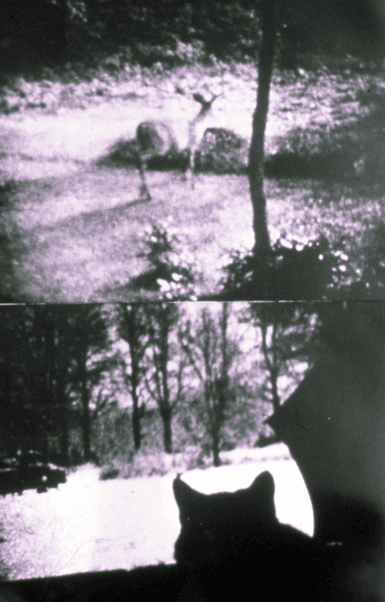Still from Kitch’s Last Meal with a cat looking out a window