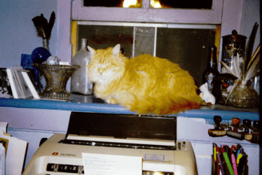 Karma, an orange cat, resting above Schneemann’s typewriter in New Paltz