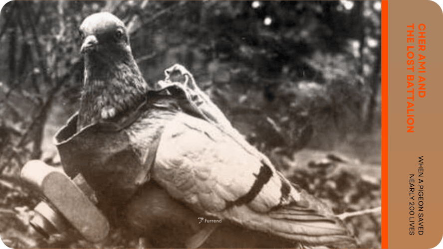 Cher Ami and the Lost Battalion