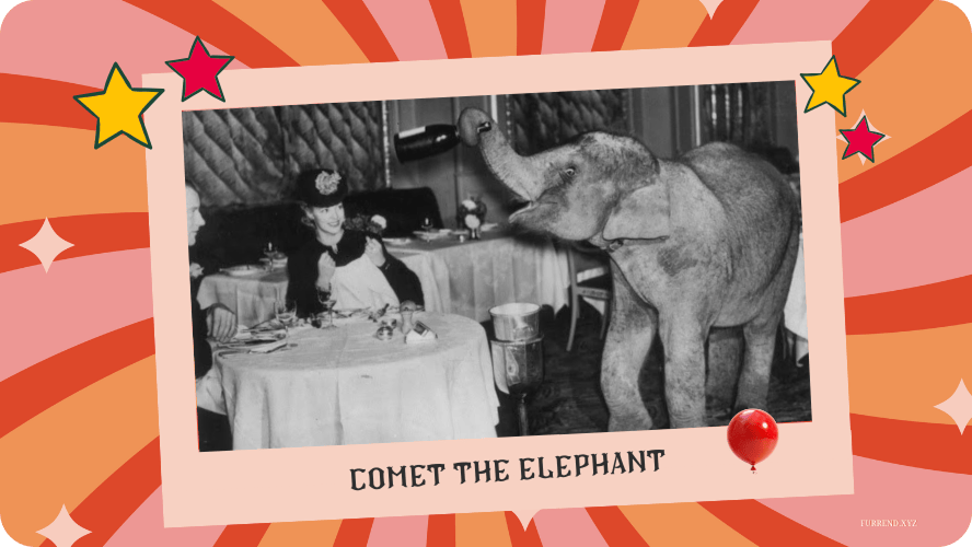 Preview image for Comet the elephant story