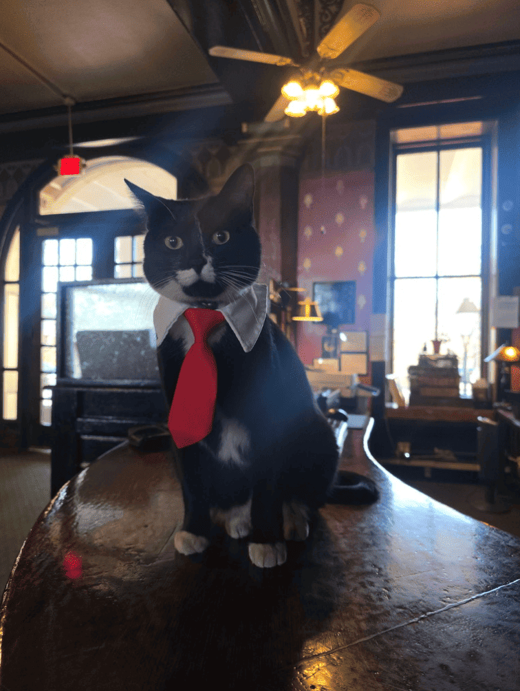 Ozzy, the Crescent Hotel's newest resident cat, wearing a red tie