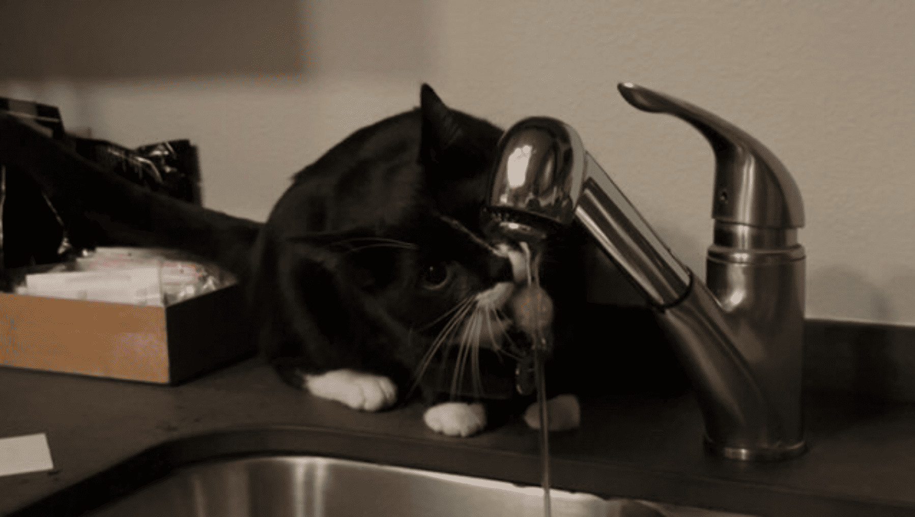 Ozzy drinking from a sink at the Crescent Hotel