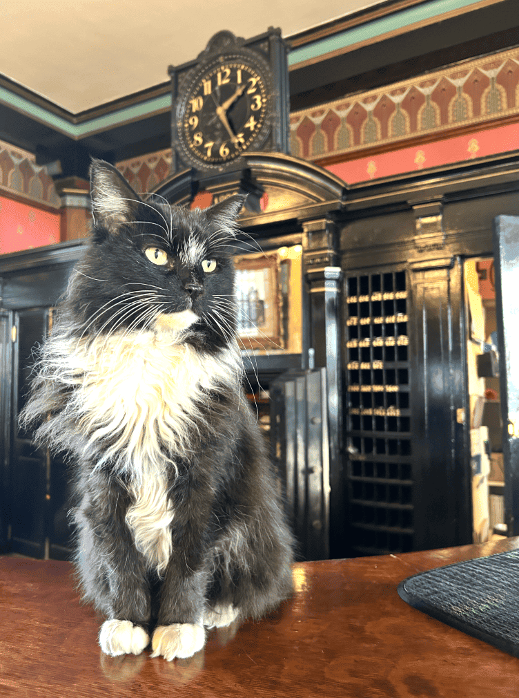 Jasper, resident cat of the Crescent Hotel