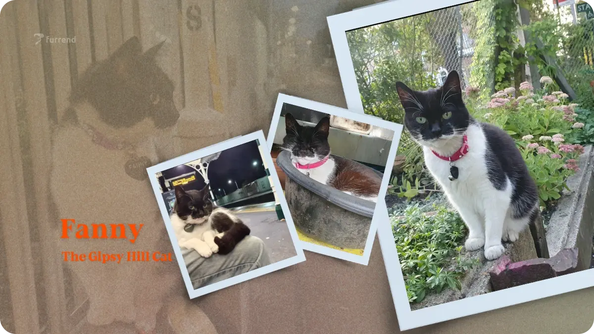 Fanny, the station cat who brought a community together