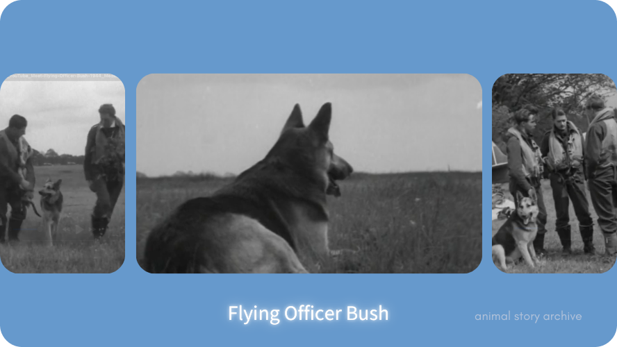 Preview image for flying officer Bush story