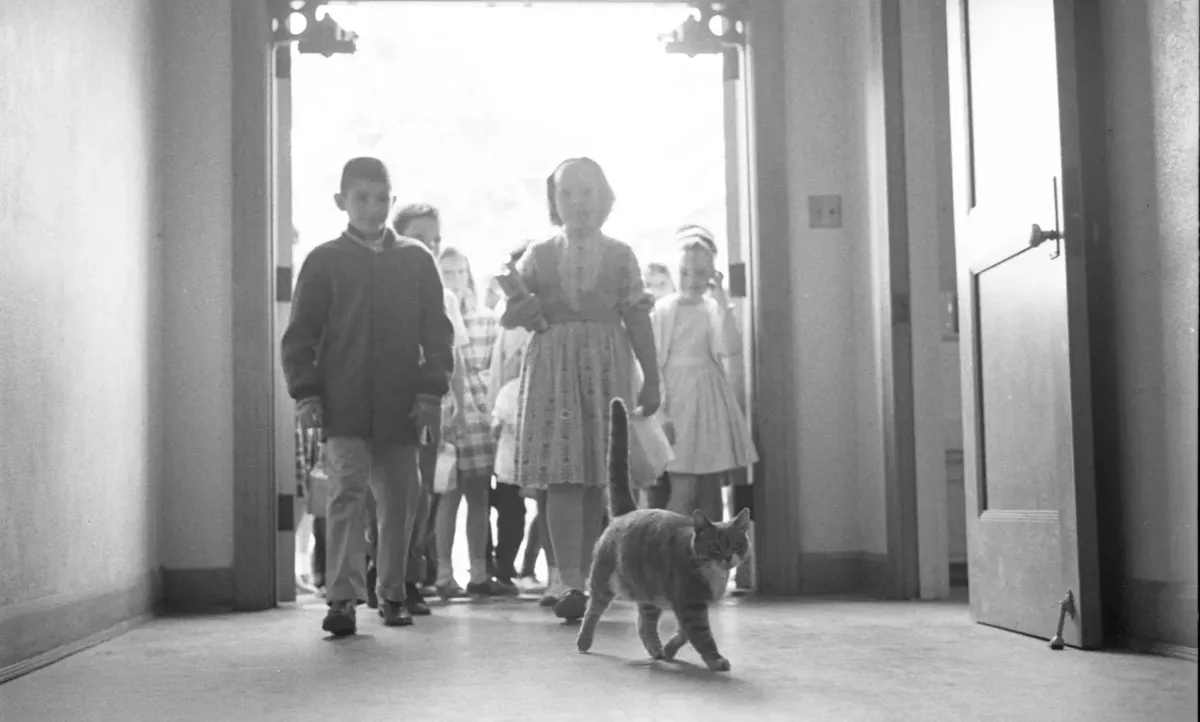 Room 8 the school cat